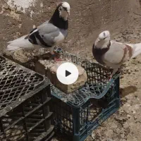 یک جفت کوکورو اصل به فروش می‌رسد