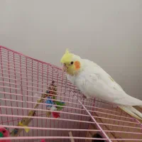 عروس هلندی|پرنده|پیرانشهر, |دیوار