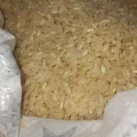 برنج کامفیروزی اصل|خوردنی و آشامیدنی|ارسنجان, |دیوار