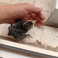 مرغ مینا باهوش و دستی معاوضه هم دارم