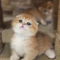 بچه گربه اوکراینی چین چیلا طلایی