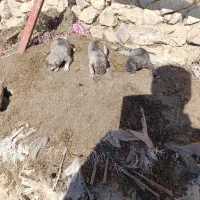 وا گزاری دوتا بچه سگ سرابی های خرس سفید