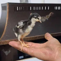 جوجه گلین|حیوانات مزرعه|خاوران, |دیوار