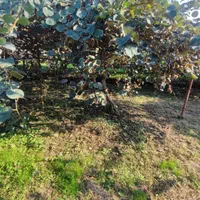 زمینی به مساحت 1400 متر مسکونی|فروش زمین و ملک کلنگی|چابکسر, |دیوار