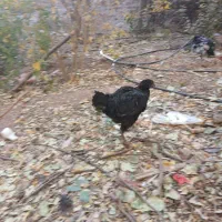 جوجه خروس مرغ|حیوانات مزرعه|قزوین, |دیوار