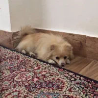 سگ ماده پامرانین|سگ|ایلام, |دیوار