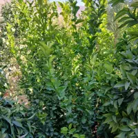 درخت فروشی در پاکت|گل و گیاه طبیعی|خفر, |دیوار