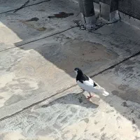 کفترم گمشده جوجه داره