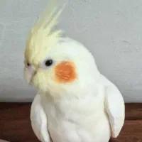 عروس هلندی|پرنده|پرند, فاز ۶|دیوار