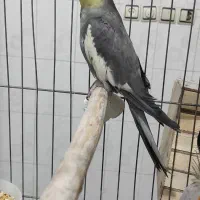 عروس هلندی