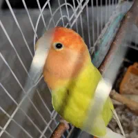 کوتوله ماده اوپال کله قرمز