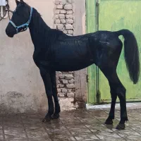 اسب|اسب و تجهیزات اسب‌سواری|کرمان, |دیوار