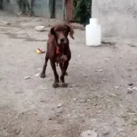 سگ شکاری|سگ|آستانه اشرفیه, |دیوار