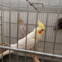 ماده عروس|پرنده|شهرکرد, |دیوار