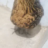 مرغ کاکلی زیبا نژاد خاص