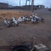 غاز