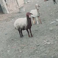 دوتا گوسفند ماده