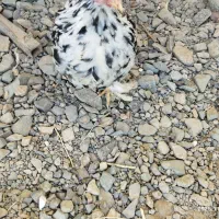 جفت جوجه کوشین|حیوانات مزرعه|کاشمر, |دیوار