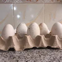 تخم قوغاز|حیوانات مزرعه|زابل, |دیوار