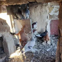 چند تا کبوتر