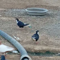 پرنده|پرنده|زابل, |دیوار