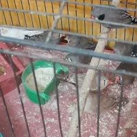 فنچ زبرا|پرنده|قم, حاج زینل|دیوار