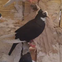 کفتر بومب و جوجه