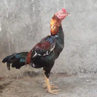 خروس لاری 9ماهه