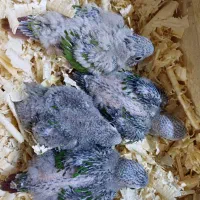 جوجه گرینچیک|پرنده|اهواز, کوی سعدی|دیوار