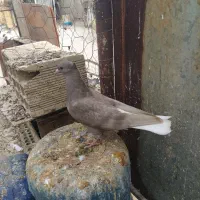 سه تا کفتر دمسفید|پرنده|بهبهان, |دیوار