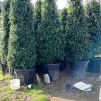 یاس گلدان ۶۰ سه متر به بالا