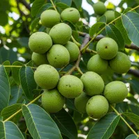 نهال گردو دماوندانتخاب طلایی برای باغداران حرفه‌ای