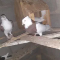 کبوترها|پرنده|طبس, |دیوار