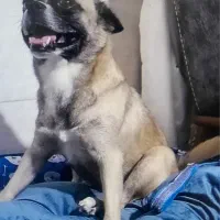 سگ گمشده مژدگانی