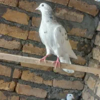 جوجه کبوتر