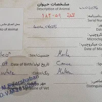 سگ مالتیز تیکاپ|سگ|تهران, آهنگ|دیوار