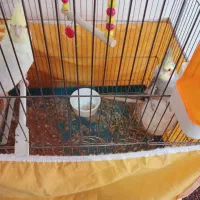 عروس هلندی لوتینو