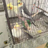 عروس هلندی نرو ماده