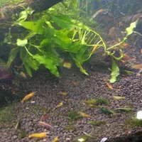 میگو و گیاه آکواریوم شریمپ گیاه کریپتون گندمی|ماهی|شیراز, شهرک جماران|دیوار