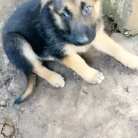 توله ژرمن دو ماهه نر|سگ|رشت, بیجارپس|دیوار