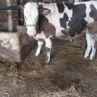 تلیسه ابستن فروشی|حیوانات مزرعه|گرگان, |دیوار