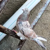 نر و ماده سرور|پرنده|بیستون, |دیوار