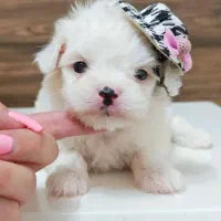 سگ پشمالو شیتزو مالتیز عروسکی سایز صفر|سگ|مشهد, مصلی (کارمندان اول)|دیوار