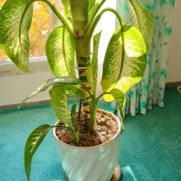 گل دیفن باخیا .|گل و گیاه طبیعی|هشتگرد, شهرک صبا سوله|دیوار