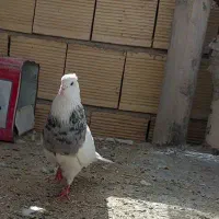 کبوتر طوقی الماسی نر