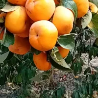 خریدار خرمالو
