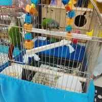 جفت گرینچیک یلوساید مولد باقفس