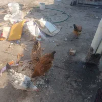 مرغ|حیوانات مزرعه|مشهد, همت آباد|دیوار