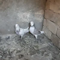 کفتر...|پرنده|یزد, |دیوار