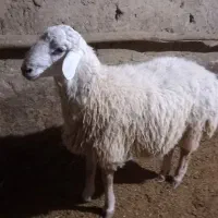 بره نر اندام درست واسه قوچ|حیوانات مزرعه|شیروان (خراسان), |دیوار